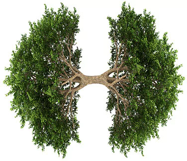Árbol